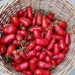 TOMATE SAN MARZANO ORGÁNICO - Copia de TMSM-PC-19.jpg