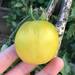 TOMATE PIEL DE DURAZNO ORGÁNICO - 872764-amarillo_piel.jpg