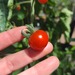 TOMATE CHERRY COYOL ORGÁNICO - WhatsApp Image 2026-07-28 at 07.43.48.jpeg