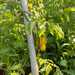 TOMATE AMARILLO PERITA - WhatsApp Image 2025-10-20 at 12.40.52 PM (2).jpeg