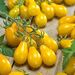 TOMATE AMARILLO PERITA - Copia de cherry-pera-amarillo JC.jpg