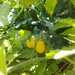 TOMATE AMARILLO PERITA ORGÁNICO - WhatsApp Image 2025-10-20 at 12.40.52 PM (1).jpeg