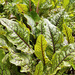RUMEX ROJO ORGÁNICO - Copia de rumex rojo LB.jpg