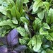 RUMEX ROJO ORGÁNICO - Copia de acedera.jpg