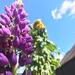 LUPINO DE FLOR ORGÁNICO - 863018-lupino_flor.jpeg