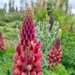 LUPINO DE FLOR ORGÁNICO - 958556-lupinos_GJ.jpg