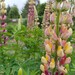 LUPINO DE FLOR ORGÁNICO - 958554-lupinos_GJ4.jpg