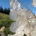 LUNARIA ORGÁNICA - lunaria.jpg