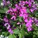 LUNARIA ORGÁNICA - 831775-LUN-LB-21.7.jpg.jpg