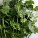CILANTRO FINO ORGÁNICO - Copia de 1cilantro fino GQ 2024 (1).jpeg