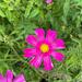 COSMOS MIX ORGÁNICO - WhatsApp Image 2026-02-18 at 18.41.23.jpeg