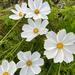 COSMOS MIX ORGÁNICO - WhatsApp Image 2026-02-18 at 18.41.08.jpeg