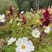COSMOS MIX ORGÁNICO - WhatsApp Image 2026-02-18 at 18.41.31.jpeg