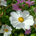 COSMOS MIX ORGÁNICO - Copia de cosmos2.jpg.jpg