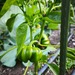PIMIENTO REDONDO DE HUNGRIA - WhatsApp Image 2026-08-20 at 8.15.06 AM (2).jpeg