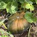 ZAPALLO MUSQUEE DE PROVENCE - WhatsApp Image 2026-07-08 at 16.58.44 (1).jpeg