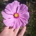 COSMOS ROSADO - WhatsApp Image 2026-07-28 at 07.51.31 (1).jpeg