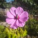 COSMOS ROSADO - WhatsApp Image 2026-07-28 at 07.51.30.jpeg
