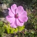 COSMOS ROSADO - WhatsApp Image 2026-07-28 at 07.51.31.jpeg