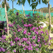 ALHELÍ ROSADO - IMG_20250823_114926 (2)(1).jpg.jpg