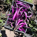 BERENJENA CHINEESE STRING - IMG_6734 2.jpg.jpg
