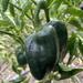 CHILE POBLANO - Copia de poblano tb 23.jpg