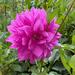 DALIA COMPUESTA MIX DE COLORES - WhatsApp Image 2026-07-29 at 15.10.22 (2).jpeg