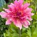 DALIA COMPUESTA MIX DE COLORES - WhatsApp Image 2026-07-29 at 15.10.22 (3).jpeg