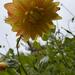 DALIA COMPUESTA MIX DE COLORES - WhatsApp Image 2026-07-29 at 15.10.23.jpeg
