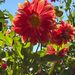 DALIA COMPUESTA MIX DE COLORES - WhatsApp Image 2026-07-29 at 15.10.22 (1).jpeg