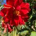 DALIA COMPUESTA MIX DE COLORES - WhatsApp Image 2026-07-29 at 15.10.21 (1).jpeg