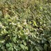 ORÉGANO - Copia de oregano.jpeg