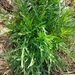 RÚCULA PERENNE - Copia de rucula perenne.jpg