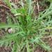 RÚCULA PERENNE - 831908-RP-LB-21.2.jpg