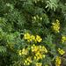 RUDA - Copia de ruda en flor dea.jpg.jpg