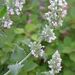 HIERBA GATERA (NAPETA BLANCA) - fc1603354246f63a63d44540824171ab--nervous-system-herbs.jpg