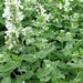 HIERBA GATERA (NAPETA BLANCA) - S1444.jpg