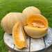 MELONA - WhatsApp Image 2026-09-30 at 2.10.08 PM.jpeg