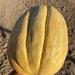 MELONA - WhatsApp Image 2026-09-30 at 2.10.09 PM.jpeg