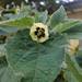 Aguaymanto (Golden Berry) - Aguaymanto, Uchuva O Physalis