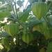 Aguaymanto (Golden Berry) - Aguaymanto, Uchuva O Physalis