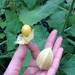 Aguaymanto (Golden Berry) - Aguaymanto, Uchuva O Physalis