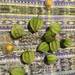 Aguaymanto (Golden Berry) - Aguaymanto, Uchuva O Physalis