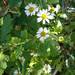 Artemisa - Artemisa (Matricaria)