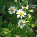Artemisa - Artemisa (Matricaria)