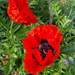 Amapola Oriental - Amapola Oriental Anaranjada