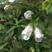 Salvia de Monte - Salvia De Monte (Nativa)