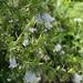 Salvia de Monte - Salvia De Monte (Nativa)