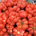 Tomate De Viaje - Tomate De Viaje