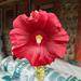 Malva Real Roja - Malva Real Roja